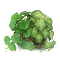 Plante Artificielle de Luxe : Feuilles de Vetchie Chinoise Vertes Personnalisées en Pot pour Décoration d'Intérieur, Plafond, Fenêtre Tropicale, Aménagement Paysager en Plastique
