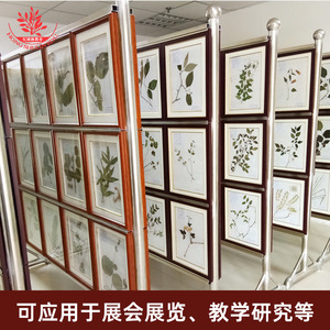 Chinese herbal specimens for study, including frameless, simply bound editions of herbarium <b>leaves</b>, which can be framed by the - Product Image 5