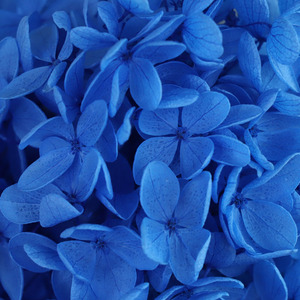 Tige d'hortensia blanche, 1 pièce, tour en bois préservée, Style Ins, toucher réaliste pour décoration florale DIY - Product Image 2