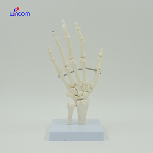 Modèle d'os de main humaine 1:1, taille adulte, os flexibles de la main, radius, ulne, squelette, anatomie, matériel éducatif, enseignement médical - Product Image 2