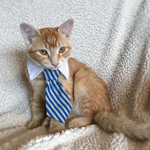 Accesorios de aseo para mascotas, para perros pequeños, gatos, <span class=keywords><strong>Collar</strong></span>, corbata, disfraz - Product Image 6