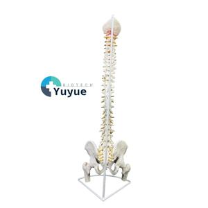 Modelo de <span class=keywords><strong>Columna</strong></span> Vertebral Humana a Escala Real 1:1 con Pelvis, Fémur, Nervio y Vasos Sanguíneos, Flexible, Anatómico, para Enseñanza y Exhibición - Product Image 1
