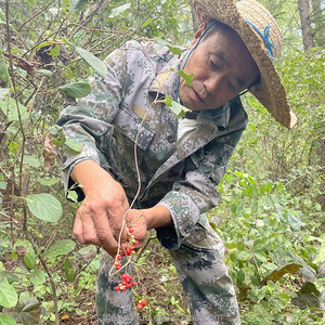 Fruto Orgânico de <span class=keywords><strong>Schisandra</strong></span> Berry, Fruta Herbal Comestível Selvagem <span class=keywords><strong>Schisandra</strong></span> <span class=keywords><strong>Chinensis</strong></span>, Mistura Personalizada/Saco de Chá Aceito para Extrato/Pó/Cápsula - Product Image 2