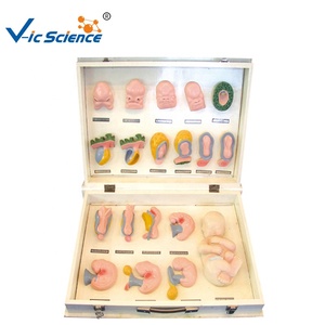 Medical Science Anatomy Model of Fetal Appearance and Facial <strong>Development</strong> Anatomical Models for Medical School Training