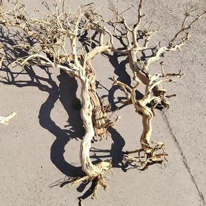 Grand support d'escalade en bois pour aquarium moderne, décorations et ornements irréguliers en rotin naturel, rhododendron et chèvrefeuille - Product Image 3