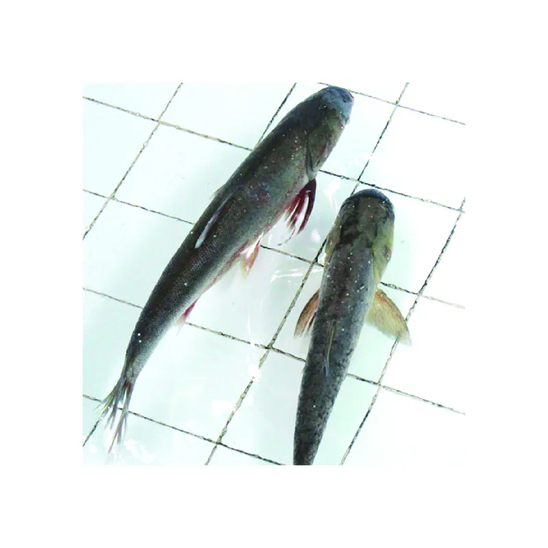 Keman 고성능 새로운 명부 녹는 합성 향수 과일 산성 물고기 미끼 풍미