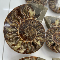 Venta al por Mayor de Rebanadas de Concha Fósil Natural Pulida de Alta Calidad, Especímenes de Amonita para Decoración del Hogar