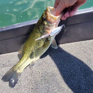 <span class=keywords><strong>Esche</strong></span> <span class=keywords><strong>artificiali</strong></span> Top Right CB033PRO 22g 70mm per la pesca al <span class=keywords><strong>bass</strong></span>, Big Crank Wobbler, crankbait, <span class=keywords><strong>esche</strong></span> dure <span class=keywords><strong>artificiali</strong></span> per immersioni profonde. - Product Image 2