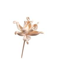 Diffuseur de parfum en rotin, fleurs séchées absorbantes, naturelles et faites à la main, pour la décoration et l'aromathérapie domestique (vente en gros)