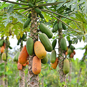 En gros En Vrac 200,000 <span class=keywords><strong>DGU</strong></span> Papaïne Enzyme Poudre Papaïne Organique - Product Image 2