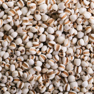 [HOT] Dried COIX <b>SEED</b>-High Grade Vietnam Origin Export Wholesale Best Price - Product Image 4
