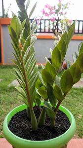 Planta ZZ Premium en Vivo, Bajo Mantenimiento, Zamioculcas Zamiifolia, Resistente a la Sequía, Follaje de Interior por Botani Seed Indonesia - Product Image 2