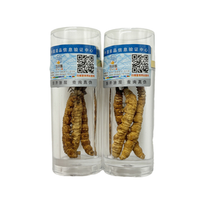 Cordyceps Sinensis Jamur Ulat Cacing Cina Dong Chong Xia Cao Berkualitas Tinggi Alami Utuh Kelas Atas - Product Image 1