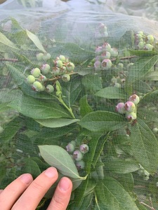 Nông nghiệp HDPE chống côn trùng <span class=keywords><strong>Net</strong></span> nhà kính kiểm soát dịch hại cho hiệu quả rau & trái cây bảo vệ - Product Image 6