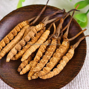 Bulk Pure Melhor <span class=keywords><strong>Cordyceps</strong></span> Militaris <span class=keywords><strong>Tibet</strong></span> <span class=keywords><strong>Cordyceps</strong></span> <span class=keywords><strong>Sinensis</strong></span> Medicina Chinesa <span class=keywords><strong>Cordyceps</strong></span> <span class=keywords><strong>Sinensis</strong></span> Seco - Product Image 1