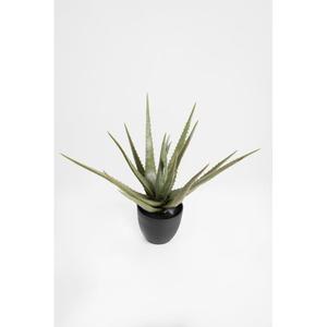 ALOE X16 POT 45CM - Product Image 1