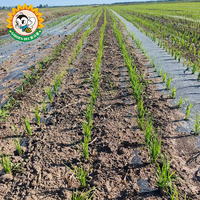 Film de paillage biodégradable pour jardin, en PBAT PLA, compostable, pour l'agriculture, certifié DIN BPI