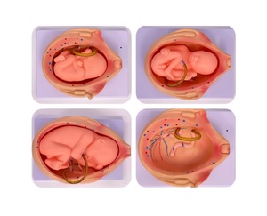 ชุดการเจริญเติบโตของทารก<span class=keywords><strong>ใน</strong></span><span class=keywords><strong>ครรภ์</strong></span>ขนาดเท่าของตัวอ่อนมนุษย์จากไซโกตไปจนถึงทารกสำหรับการฝึกอบรมทางการแพทย์ของโรงเรียน - Product Image 3