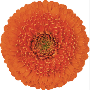 Base de plantación de flores frescas de Yunnan Flores decorativas al por mayor <span class=keywords><strong>Gerbera</strong></span> <span class=keywords><strong>Jamesonii</strong></span> - Product Image 6