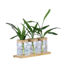 Décoration de chambre Micro Paysage Terrarium en verre Clair Fait à la main Sans BPA Vase Cylindre en verre Lot de 3pcs avec couvercle en liège et plateau en bambou