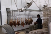 Système de convoyeur de triage de la viande pour l'abattoir d'usine alimentaire pour les moutons et les poulets