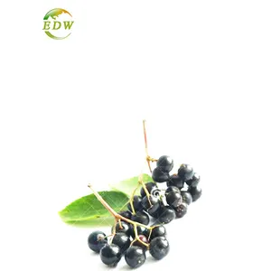 Европейский экстракт черной ягоды, порошок, фрукты, черная ягода черного, 25% антоцианидины