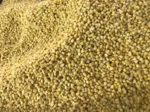 Wholesales Fresh Sweet Sweet Whole Cuts Grains Vegetables Frozen Iqf Corn Kernels