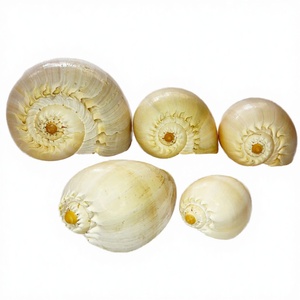 เปลือกหอยธรรมชาติขัดเงา สำหรับตกแต่งบ้านและสะสมตัวอย่าง - Product Image 3
