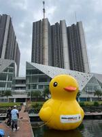 Canard jaune gonflable géant en PVC flottant sur l'eau pour événement / publicité / promotion