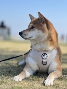 Venta al por mayor nuevo diseño de arneses para perros personalizado Color puro tela de terciopelo malla acolchada pequeño conjunto de arnés para perros - Product Image 4