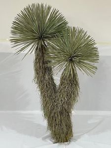 <span class=keywords><strong>Yucca</strong></span> <span class=keywords><strong>rostrata</strong></span> หุ่นไล่กาต้นไม้ทะเลทรายสัมผัสจริงสำหรับโรงแรมห้างสรรพสินค้าการตกแต่งภูมิทัศน์ - Product Image 2
