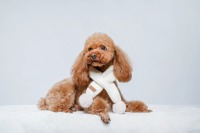 Offre Spéciale rose lapin moelleux boule écharpe mignon mode hiver chien tricoté animal chaud écharpe