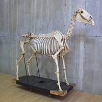 Squelette de cheval grandeur nature en acier et fibre de verre de haute qualité pour les expositions muséales, les parcs d'aventure et l'utilisation en intérieur