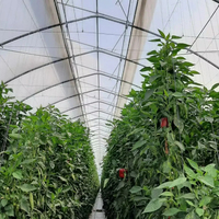 Serre à toit en dents de scie pour la culture de légumes et de fruits de haute qualité