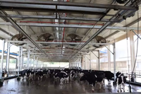 Bâtiments Agricoles en Acier Préfabriqué à Prix Compétitif : Étables pour Vaches Laitières, Hangars Légers pour Volailles, Granges à Vaches – Soudage, Pliage, Découpe