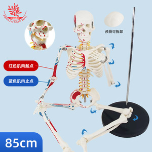 Modèle de squelette humain de 85 cm FRT009 en PVC, avec points d'origine et d'insertion musculaire verticaux, spécimen médical - Product Image 1