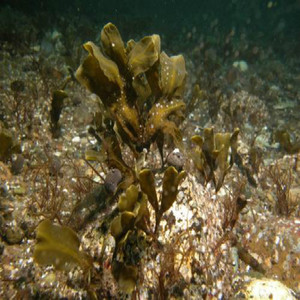 Fucoxantina Natural de Alta Calidad con Certificación GMP, <span class=keywords><strong>Fucoidan</strong></span> de Grado Alimenticio, Extracto de Fucus Vesiculosus en Envase de Tambor, Probado por HPLC, Sin Solventes - Product Image 2
