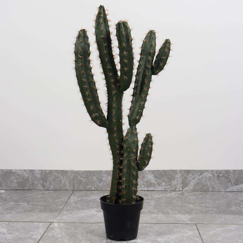 ไม้สองเสามีหนามสีเหลือง85ซม