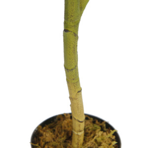 Pianta artificiale in vaso da 80cm di Jacaranda artificiale con foglie realistiche per l'arredamento dell'home Office - Product Image 6