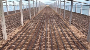 Serre de jardin en plastique noir de 16mm <span class=keywords><strong>Tuyau</strong></span> d'irrigation <span class=keywords><strong>goutte</strong></span> <span class=keywords><strong>à</strong></span> <span class=keywords><strong>goutte</strong></span> plat de <span class=keywords><strong>1000m</strong></span> (sans trou) - Product Image 3