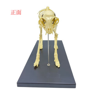 Modelo de <span class=keywords><strong>esqueleto</strong></span> <span class=keywords><strong>humano</strong></span> para hombre, juguete de alta calidad, con <span class=keywords><strong>esqueleto</strong></span> de Animal - Product Image 5