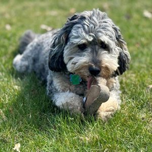 Juguete para Perros de Fieltro de Lana Natural y Cuero, Resistente, Cosido, para Masticar, para Perros de Razas Medianas y Grandes, Venta al Por Mayor - Product Image 6