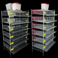 Cage d'élevage automatique pour cailles avec nettoyage automatique du fumier - Système de cage d'élevage avicole automatique