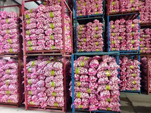 Trung Quốc Nhà cung cấp của tỏi tươi ail ajo alho cạnh tranh bán buôn tỏi giá - Product Image 4