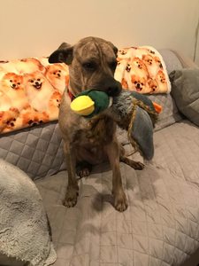 Juguete de felpa para mascotas, diseño de hueso reciclable, accesorios de lujo, cama para perro a prueba de morder, productos calmante al por mayor - Product Image 6