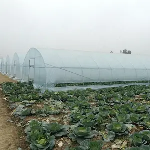 Customized size roll up ventilation comercial single greenhouse doors low cost greenhouse tunnel clear plastic