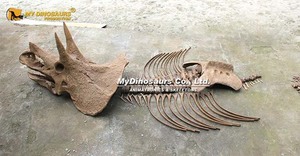 MY Dino Museum Fósiles educativos de dinosaurio Triceratops para excavar - Product Image 5