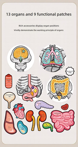Modelo de anatomía de órganos internos del esqueleto <span class=keywords><strong>humano</strong></span>, estructura corporal para niños, juguete de aprendizaje cognitivo para educación temprana, biología y ciencia - Product Image 5