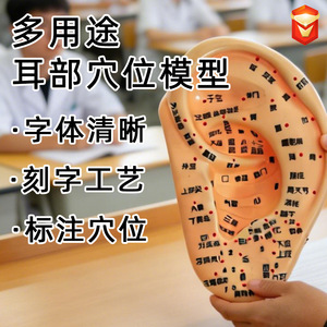 Modèle d'acupuncture auriculaire Ziyu de 13 cm avec plusieurs points pour l'acupuncture et moule auriculaire avec support en PVC réutilisable - Product Image 4