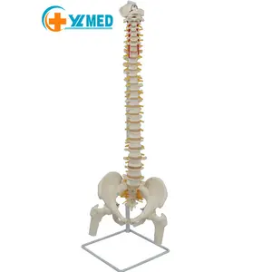 工厂医用垂直塑料柔性85厘米骨盆，骶骨，枕骨教学资源脊柱人体骨骼模型